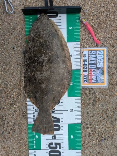 ヒラメの釣果