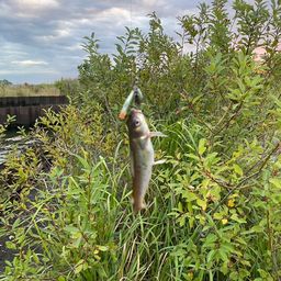 アメリカンキャットフィッシュ