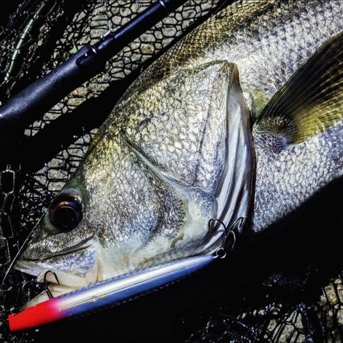 シーバスの釣果
