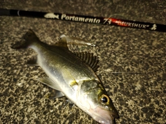 フッコ(ヒラスズキ)の釣果
