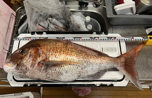 マダイの釣果