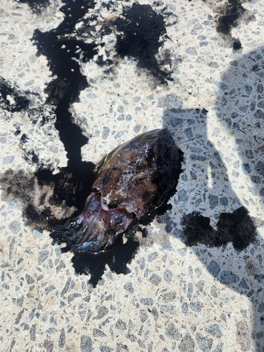 コウイカの釣果