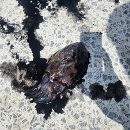 コウイカ