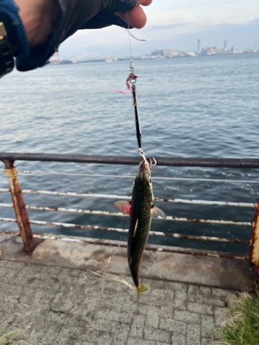 サバの釣果