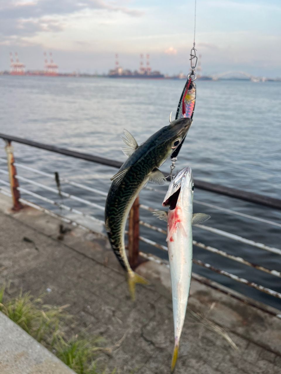 サバ