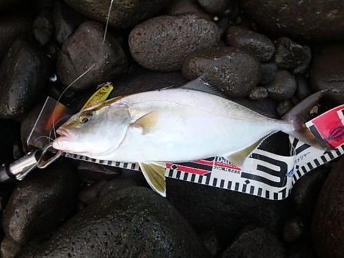 ネリゴの釣果