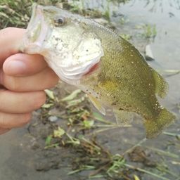 ラージマウスバス