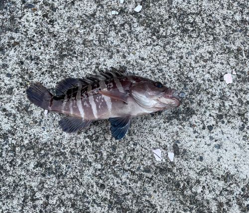 マハタの釣果