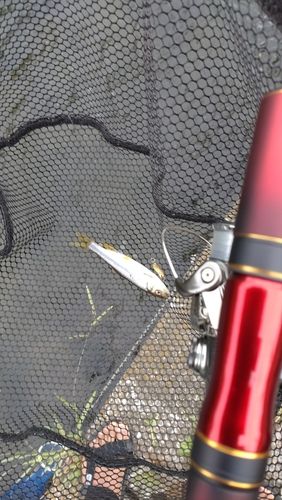 カワムツの釣果