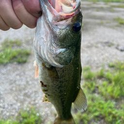 ラージマウスバス