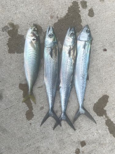 サゴシの釣果