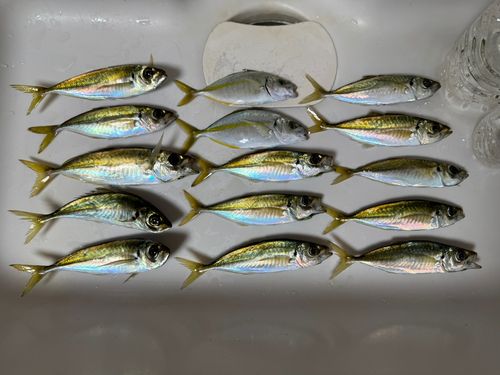 アジの釣果