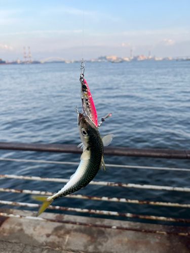 サバの釣果