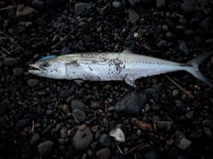 サゴシの釣果