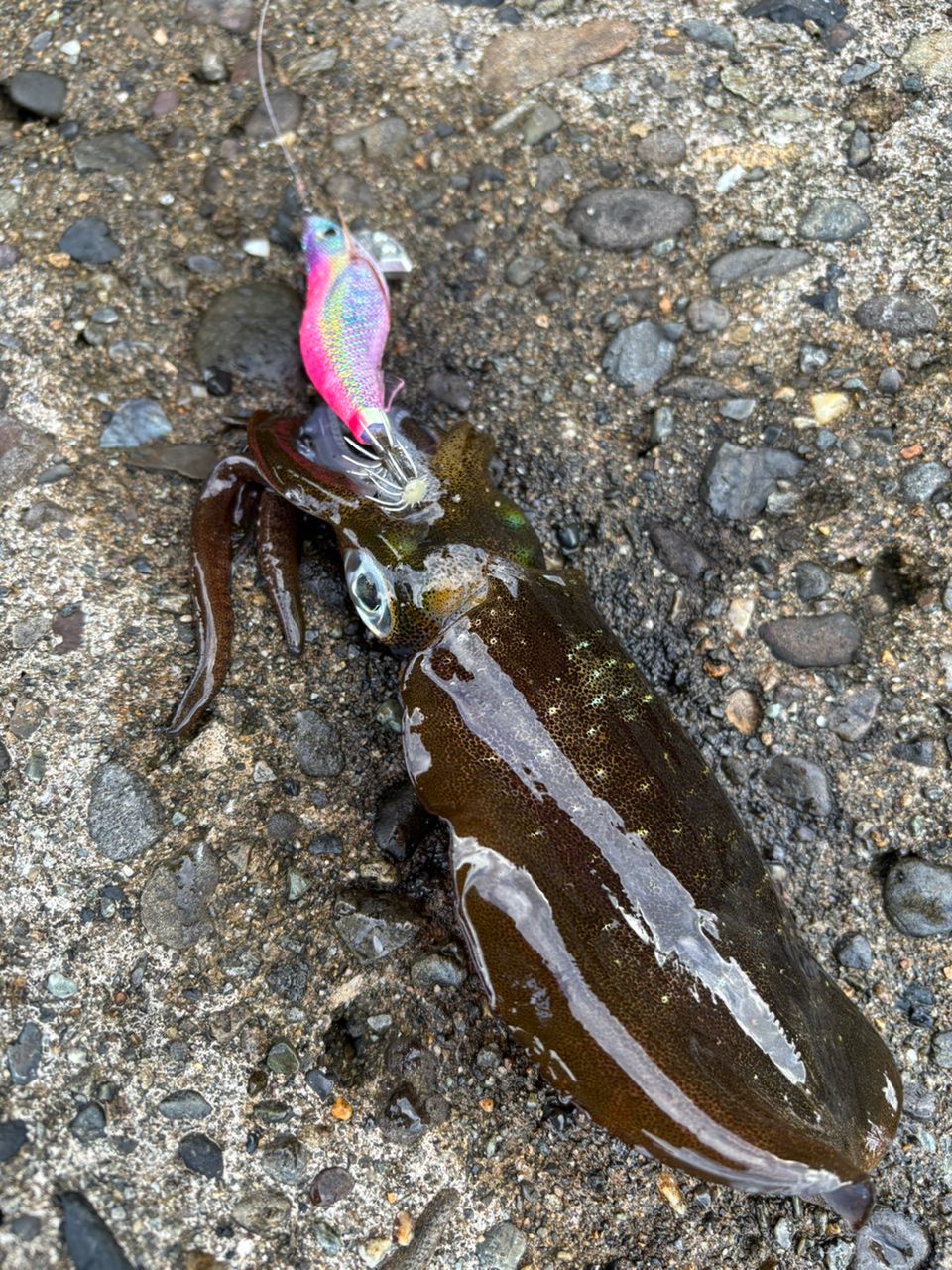 アオリイカ
