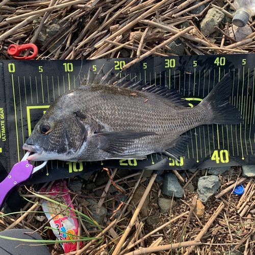 チヌの釣果