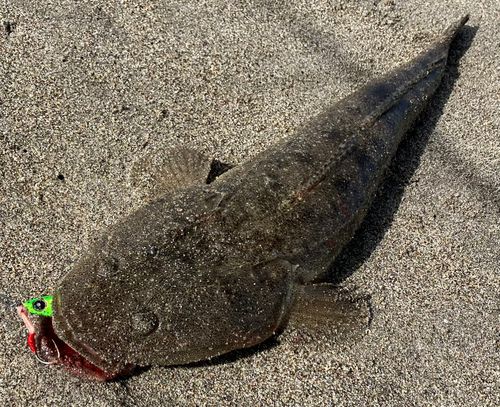 マゴチの釣果
