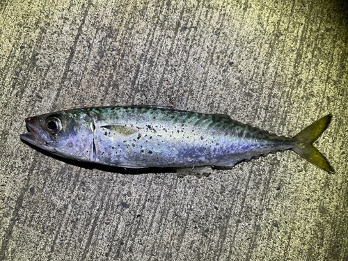 サバの釣果
