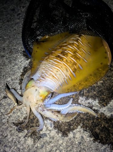 アオリイカの釣果