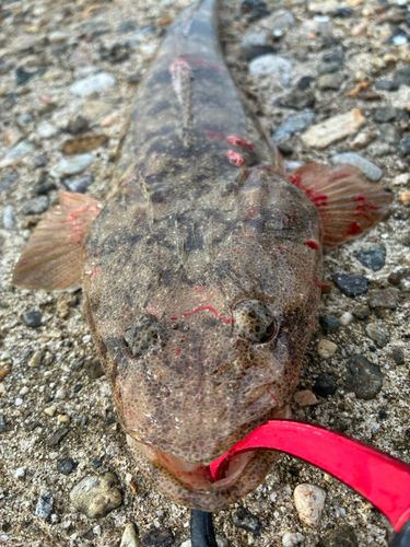 マゴチの釣果
