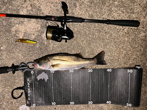 シーバスの釣果