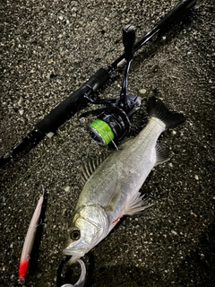 ヒラスズキの釣果