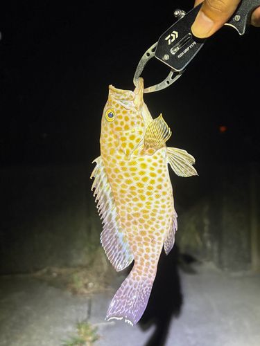 オオモンハタの釣果