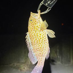 オオモンハタ