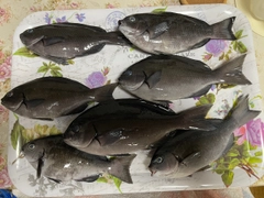 メジナの釣果