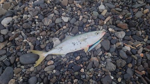 ワカシの釣果