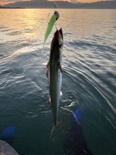 サゴシの釣果