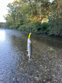 ニジマスの釣果