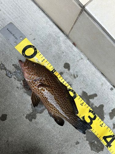 オオモンハタの釣果