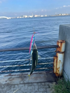 サバの釣果