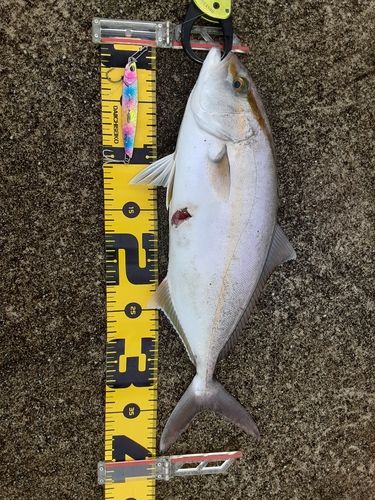 ショゴの釣果