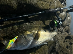 シーバスの釣果