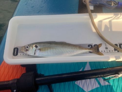 マアジの釣果