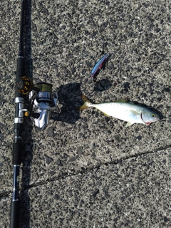 ツバスの釣果
