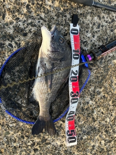 チヌの釣果