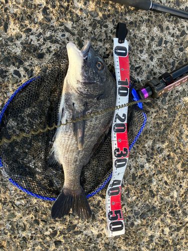 チヌの釣果
