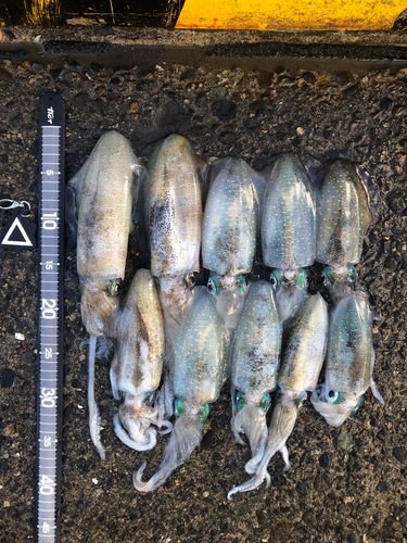 アオリイカの釣果