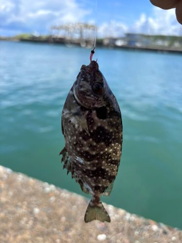アイゴの釣果