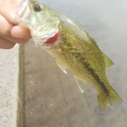 ラージマウスバス