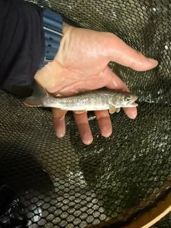 イワナの釣果