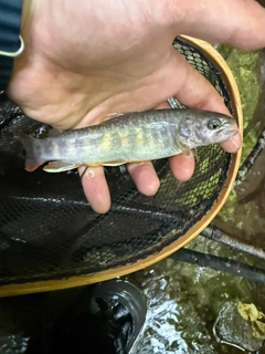 イワナの釣果
