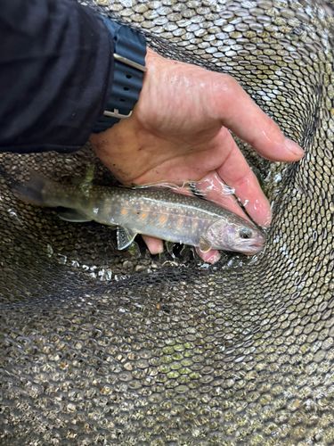 イワナの釣果