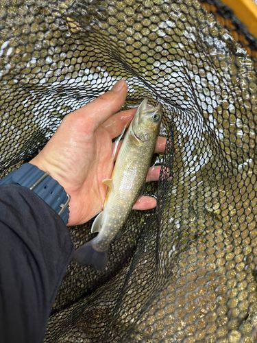 イワナの釣果