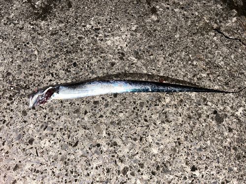 タチウオの釣果