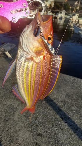 イトヨリダイの釣果
