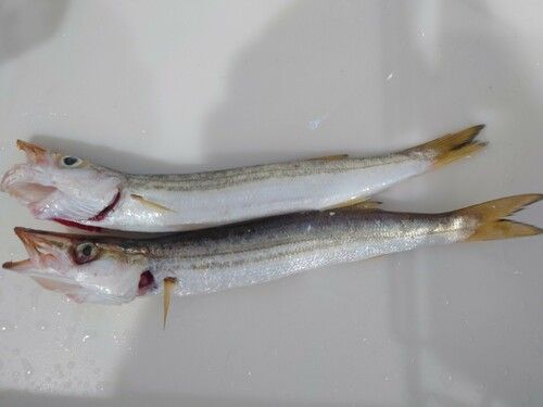カマスの釣果